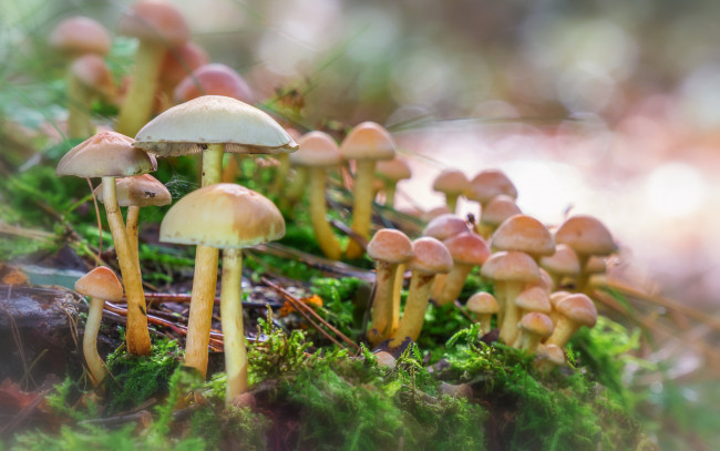 Обои картинки фото природа, грибы, гриб, лес, мох