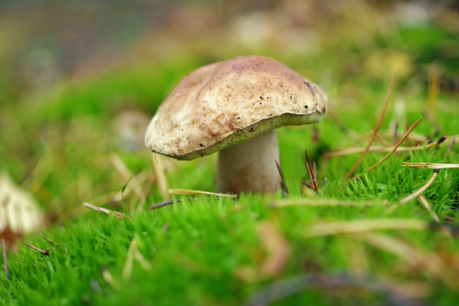 Обои картинки фото природа, грибы, белый, гриб, лес, мох, осень, прогулка, растения, сентябрь, съедобные, трофеи
