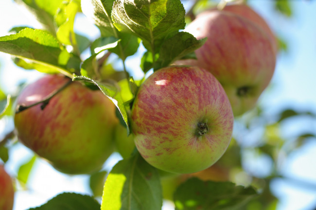 Обои картинки фото природа, плоды, дача, красота, небо, сад, урожай, фрукты, яблоки