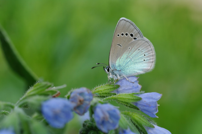 Обои картинки фото животные, бабочки,  мотыльки,  моли, голубой, цвет, голубянка, зелёный, июнь, красота, крылья, лета, лето, макро, мотыльки, природа, растения, цветы