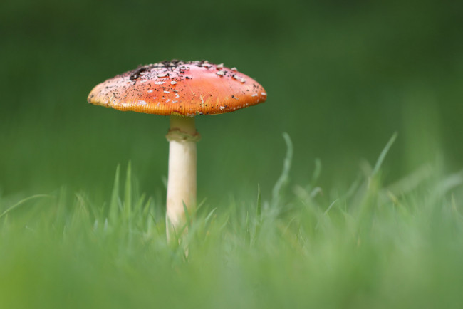 Обои картинки фото природа, грибы,  мухомор, гриб, мухомор, трава