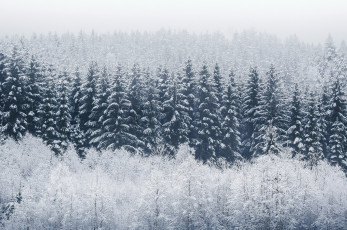 Картинка природа лес туман иней зима