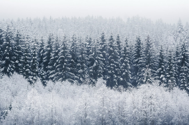 Обои картинки фото природа, лес, туман, иней, зима