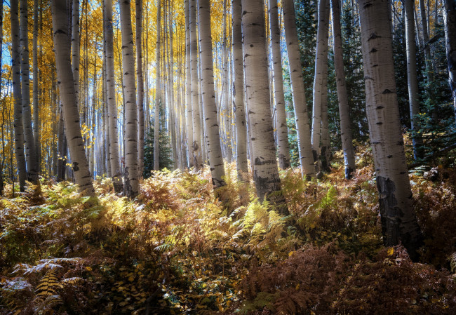 Обои картинки фото природа, лес, утро, осень
