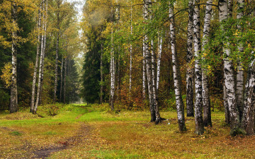 обоя природа, лес, березы, елки, осень, листопад