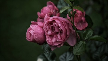 Картинка цветы розы розовые куст капли