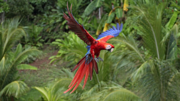 Картинка животные попугаи попугай ара джунгли