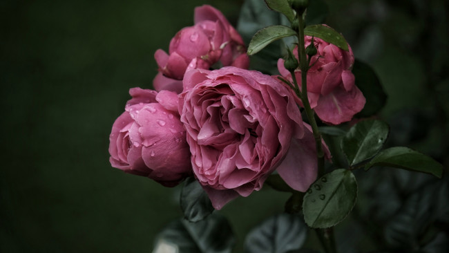 Обои картинки фото цветы, розы, розовые, куст, капли