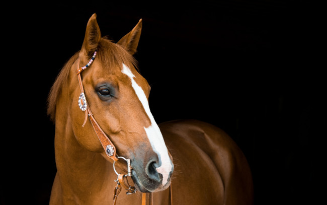 Обои картинки фото животные, лошади, конь, рыжий