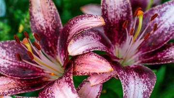 Картинка цветы лилии +лилейники пестрые макро