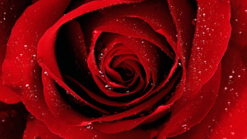 Картинка цветы розы роза капли красная