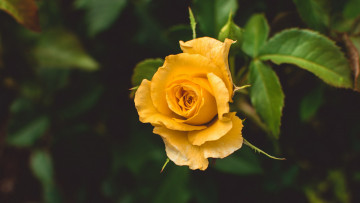 Картинка цветы розы желтая роза бутон макро