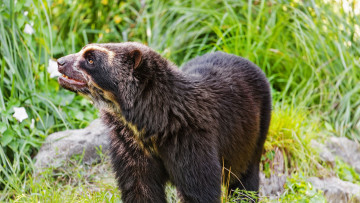 Картинка очковый+медведь животные медведи очковый медведь дикий зверь дикая природа фауна