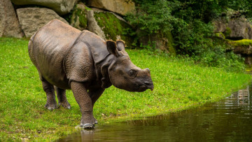 Картинка животные носороги носорог рог трава поле вода лес размытие фона
