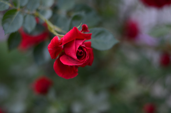 Обои картинки фото цветы, розы, алая, роза, бутон, макро