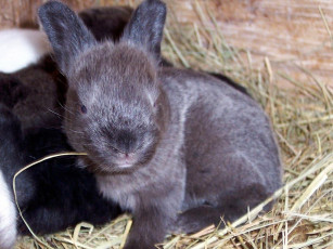 Картинка животные кролики зайцы