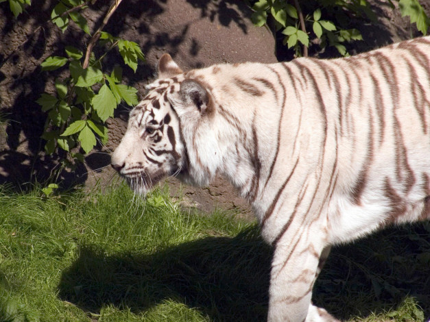 Обои картинки фото engaging, zoo, pictures, from, the, cincinnati, животные, тигры