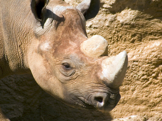 Обои картинки фото engaging, zoo, pictures, from, the, cincinnati, 15, животные, носороги