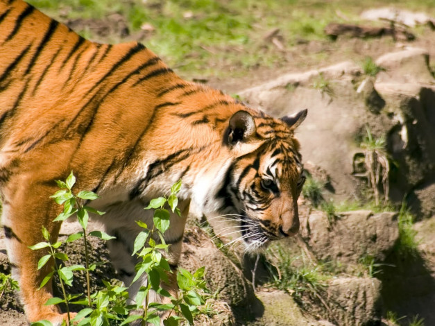 Обои картинки фото engaging, zoo, pictures, from, the, cincinnati, 17, животные, тигры