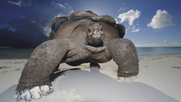 Картинка животные Черепахи песок море