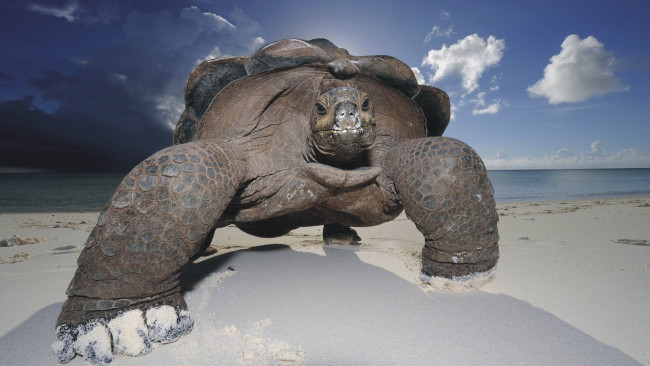 Обои картинки фото животные, Черепахи, песок, море