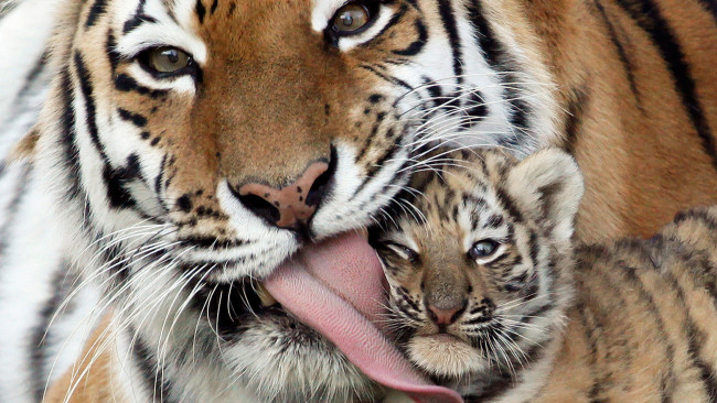 Обои картинки фото животные, тигры, материнская, любовь, тигрёнок, язык