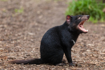 обоя животные, тасманийский дьявол, tasmanian, devil, пасть, зверек, тасманийский, дьявол