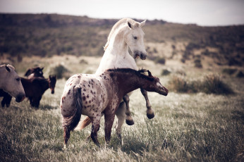 Картинка животные лошади кони природа игра драка пара