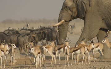 обоя животные, разные вместе, стадо, антилопы, слон, саванна, национальный, парк, этоша