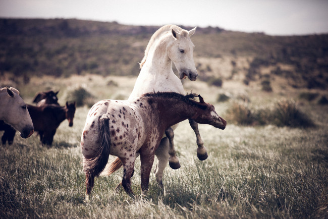 Обои картинки фото животные, лошади, кони, природа, игра, драка, пара