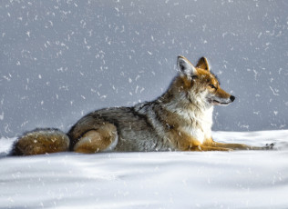 обоя рисованное, животные,  волки, волк, койот, снег, зима