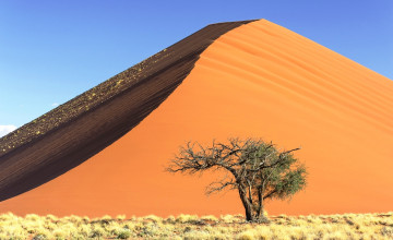 Картинка природа пустыни песок гора бархан дерево трава