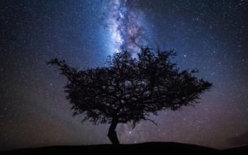 Картинка природа деревья ночь звезды небо дерево