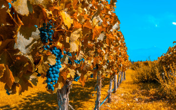 Картинка природа Ягоды +виноград виноградник виноград осень плантация кусты боке солнце небо
