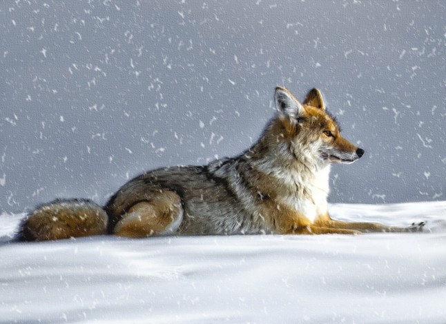 Обои картинки фото рисованное, животные,  волки, волк, койот, снег, зима