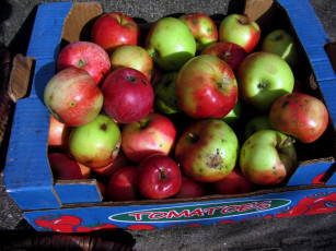 Картинка еда Яблоки урожай яблоки ящик