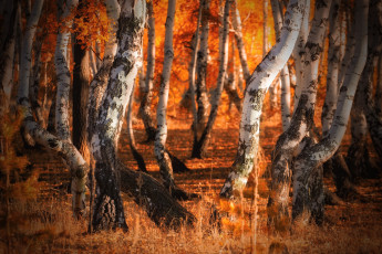 Картинка природа лес осень роща березы