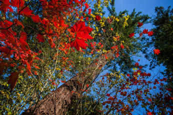 Картинка природа деревья дерево осень листья