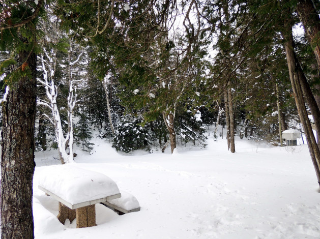 Обои картинки фото природа, зима, снег, скамейка, сосны
