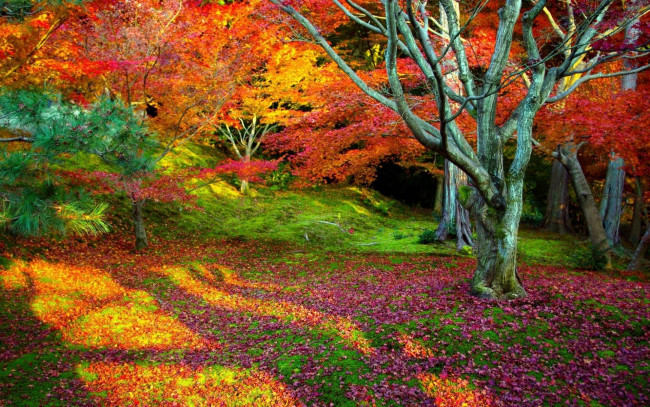 Обои картинки фото природа, лес, дерево, осень, листья