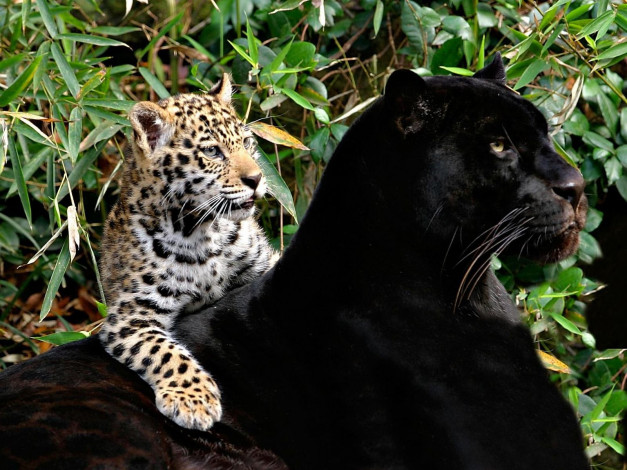 Обои картинки фото животные, Ягуары, ягуар, мама, котёнок