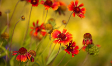 Картинка цветы гайлардии гелениумы растение цвета яркие макро