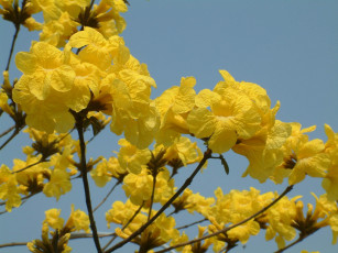 Картинка цветы кампсис текома ветка