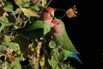 Картинка животные попугаи пара неразлучники