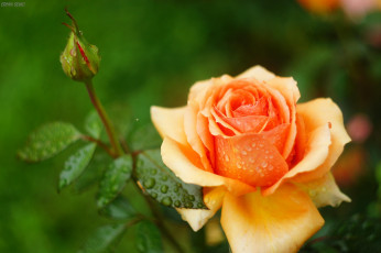 Картинка цветы розы бутон оранжевый