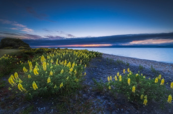 Картинка lake taupo new zealand природа реки озера цветы люпин пейзаж новая зеландия озеро таупо