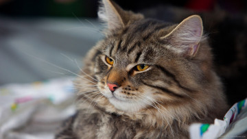 Картинка животные коты лежит полосатый кот