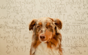 Картинка животные собаки фон очки собака