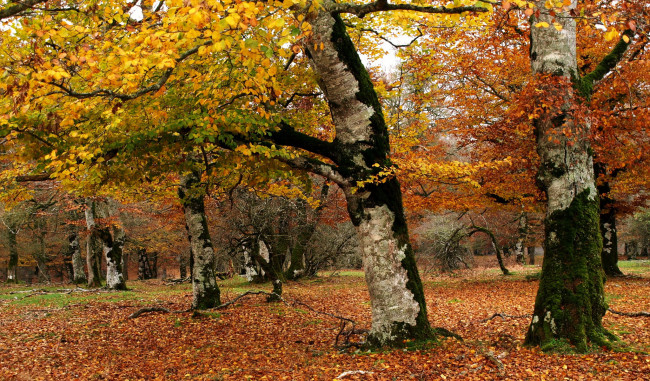 Обои картинки фото испания, наварра, природа, деревья, парк, осень