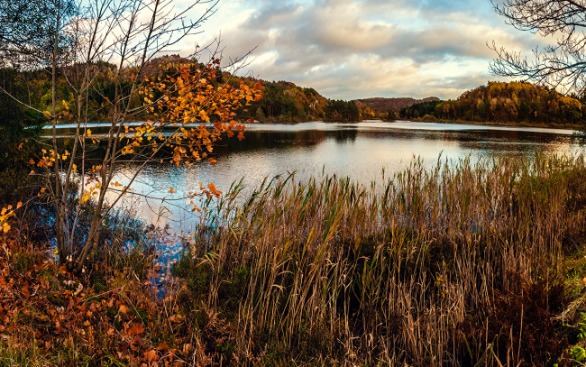 Обои картинки фото природа, реки, озера, деревья, сухая, трава, пруд, осень, болото